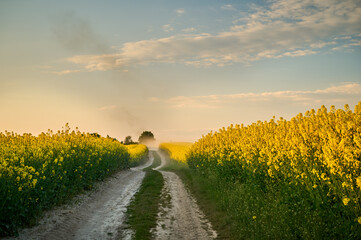 A dusty dirt road between fields of blooming rapeseed after the passage of an agricultural machine
