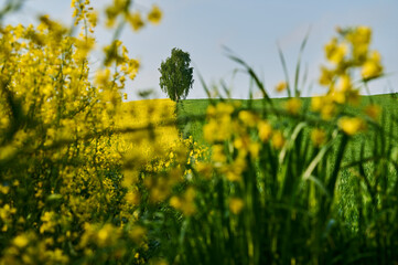 On a picturesque hill, between a golden field of blooming rapeseed and green grain, a majestic birch dominates, creating a unique contrast in the spring landscape