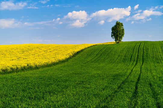 On a hill, a birch tree between fields of yellow rapeseed and green grain on agricultural ecological fields in spring