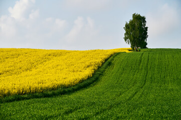 A birch tree grows between yellow rapeseed and a green wheat field in a spring landscape