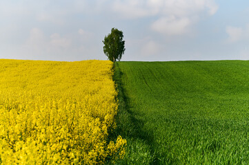 The margin separating the rapeseed field from the wheat field becomes a place where a lonely birch places its charming point in the panoramic landscape