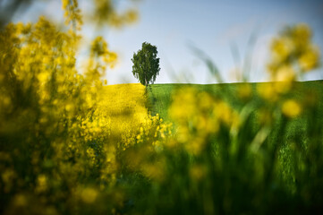 Birch tree between rapeseed flowers; between a colza field and green grain