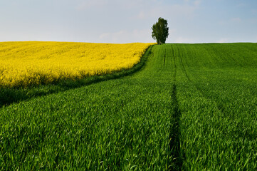At the edge of the rapeseed and wheat fields, in a vast gap, a single birch grows, creating a unique accent in the spring landscape
