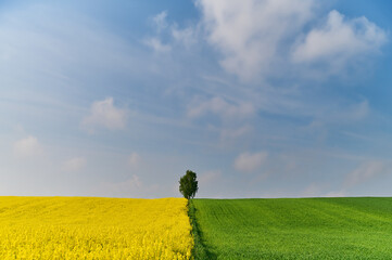 Rural landscape of a yellow rapeseed field and a green grain field under a beautiful blue sky with gentle clouds in spring