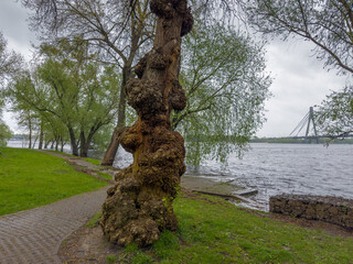 Tree trunk with numerous outgrowth against the river during flood