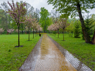 Blooming cherry blossom alley in spring park during the rain