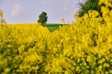 A field of yellow flowering rapeseed on an agricultural field in the countryside