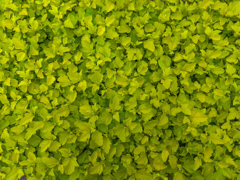Background of young spring leaves of ninebark in overcast weather