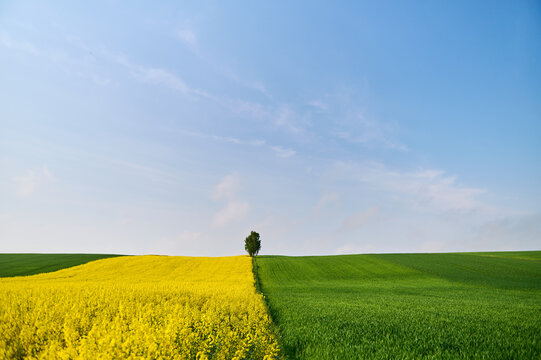 Organic cultivation of rapeseed and grain through sustainable development and the use of natural fertilizers