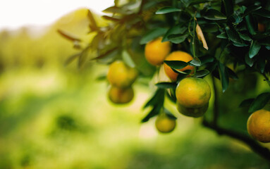 Orange fruit, organic orange garden, oranges ready to harvest and eat. Fresh orange juice from the garden Fruits are beneficial to health