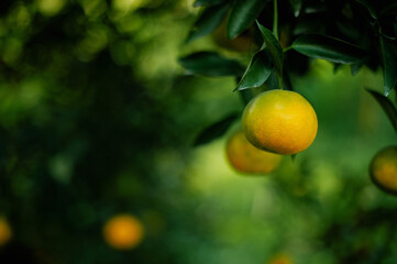 Orange fruit, organic orange garden, oranges ready to harvest and eat. Fresh orange juice from the garden Fruits are beneficial to health