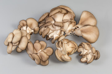 Several small bunches of raw oyster mushrooms on gray background