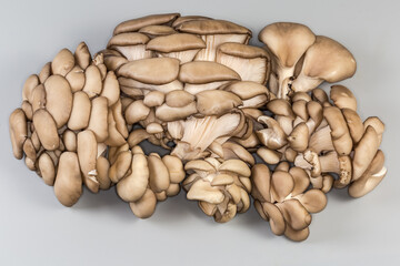 Bunches of raw harwested oyster mushrooms on gray background - obrazy, fototapety, plakaty