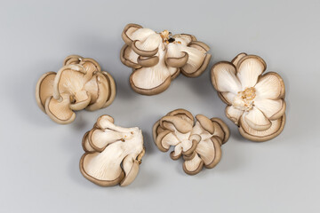 Several small bunches of raw oyster mushrooms on gray background