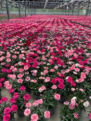 Vivero producci&oacute;n flores y plantas