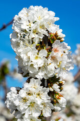 Flor del cerezo