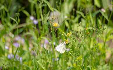 野原で遊ぶモンシロチョウ