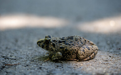 路上で休むヌマガエル