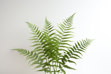 Ferns in a minimalist setting with white background.