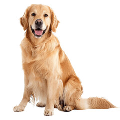 A golden retriever is sitting and smiling. It is a very happy dog.