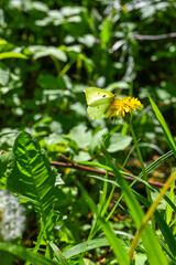 butterfly on a flower. Animal in nature.