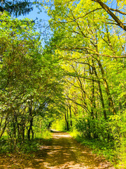 Spring in the forest. Nature is always beautiful.
