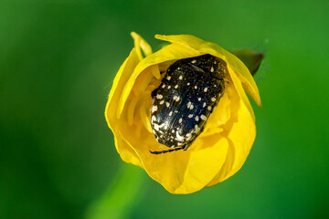 White spotted rose beetle hides in a bulbous buttercup flower