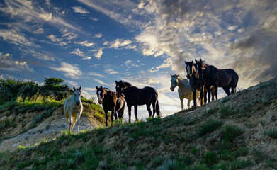 Wild mustang horses on the prairie, Theodore Roosevelt National Park, North Dakota, USA