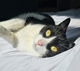 black and white cat on a bed