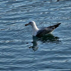 seagull in the water