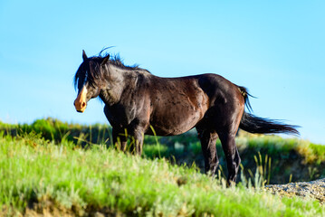 Lonely horse grazing on green grass in Theodore Roosevelt National Park, North Dakota, USA