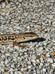 lizard on the stone