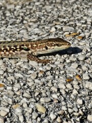 lizard on the stone