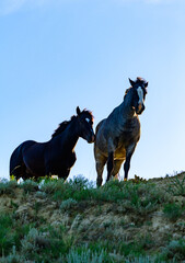 Two wild horses in the wild on a mountain against the sky, Theodore Roosevelt National Park, North Dakota, USA