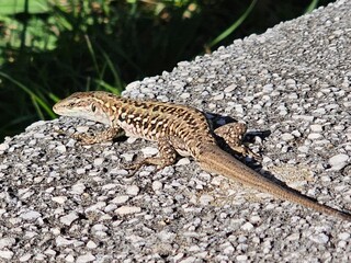 Fototapeta premium lizard on a rock