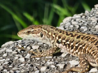 lizard on a stone