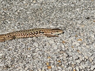 lizard on the stone