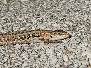 lizard on the rock