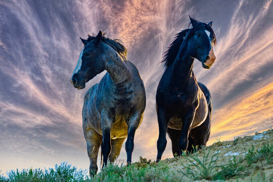 Wild mustang horses on the prairie, Theodore Roosevelt National Park, North Dakota, USA