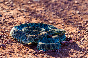 Mohave Rattlesnake (Crotalus scutulatus), Theodore Roosevelt National Park, North Dakota, USA