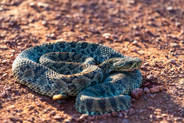 Mohave Rattlesnake (Crotalus scutulatus), Theodore Roosevelt National Park, North Dakota, USA