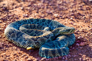 Mohave Rattlesnake (Crotalus scutulatus), Theodore Roosevelt National Park, North Dakota, USA