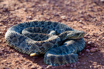 Mohave Rattlesnake (Crotalus scutulatus), Theodore Roosevelt National Park, North Dakota, USA