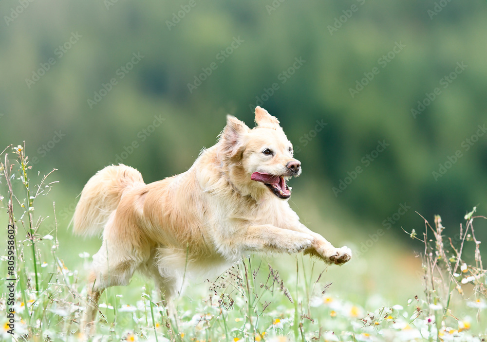 Wall mural obedience training with a golden retriever