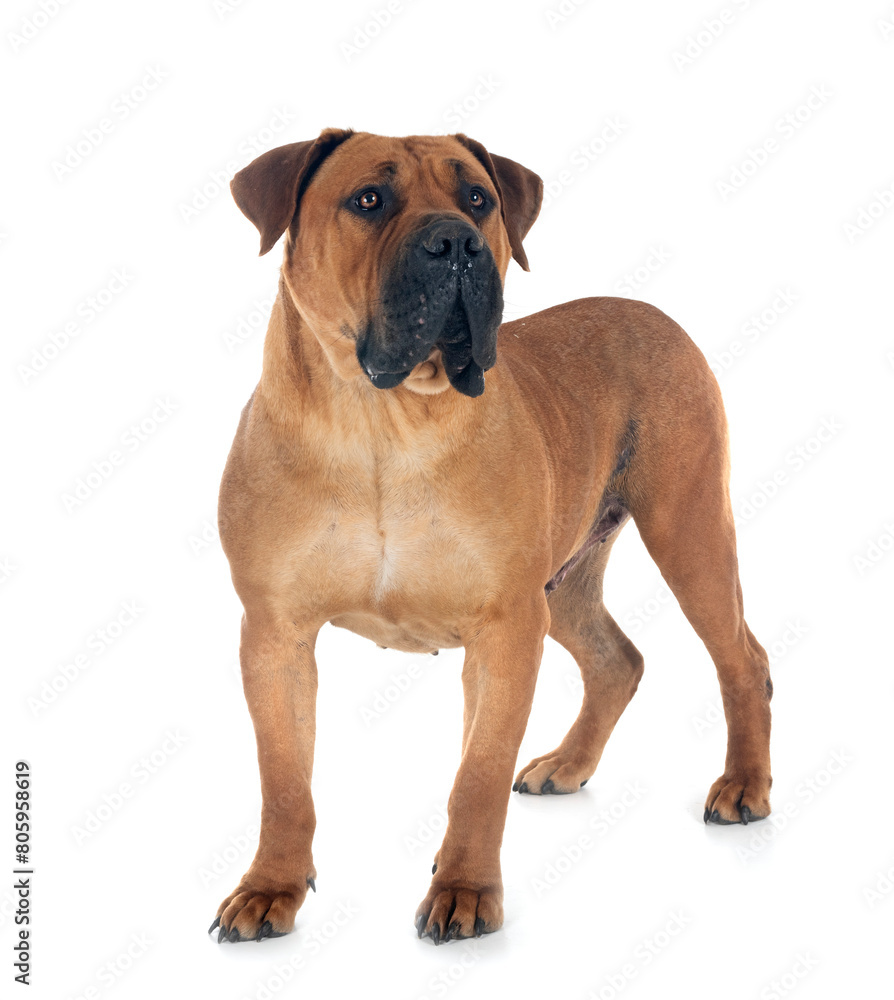 Poster african boerboel in studio