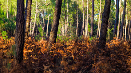 Forêt des Landes de Gascogne, pendant le coucher du soleil, en automne