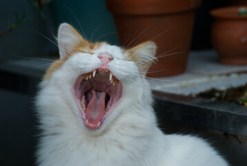 Cute portrait of a happy cat in the garden