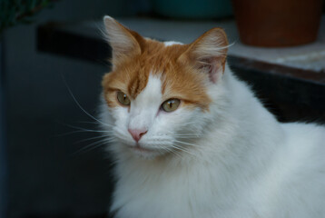 Portrait of a cat in the garden