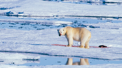 Polar bear eating
