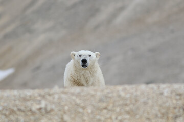 Svalbart polar bear